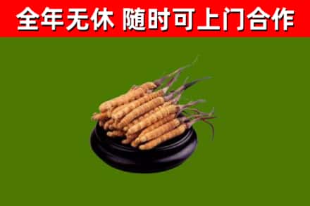 武都区回收散虫草