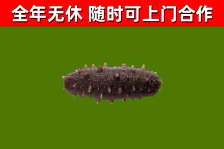 武都区烟酒回收干海参.jpg